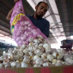 BPS: Harga bawang putih mulai turun dan relatif terkendali