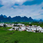 Integrasi AI dalam Budidaya Sutra Murbei Jadi Jalur Baru Menuju Kesejahteraan Petani di Guangxi, Tiongkok Selatan