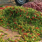 Harga komoditas cabai dan bawang di Lebak turun