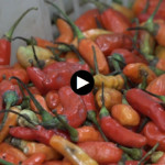 Harga cabai rawit Rp62.150/kg, telur ayam Rp29.100/kg per Selasa pagi