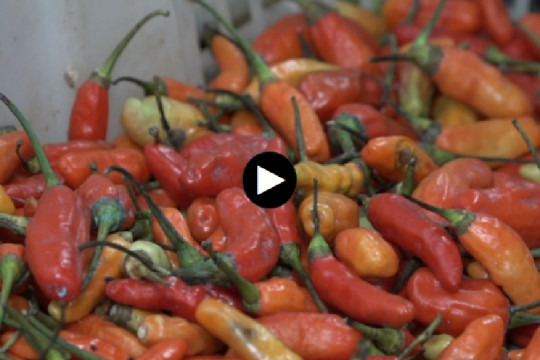 Harga cabai rawit Rp62.150/kg, telur ayam Rp29.100/kg per Selasa pagi