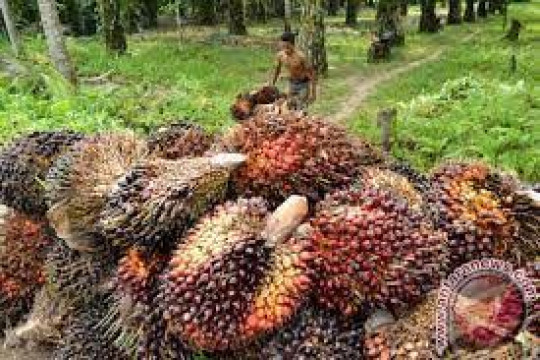 Semester I, Harga Jual CPO Sampoerna Agro Tumbuh 19%