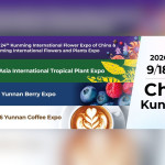 Ekspor Bunga Yunnan Terus Tumbuh Pesat Menjelang IFEX Kunming 2026