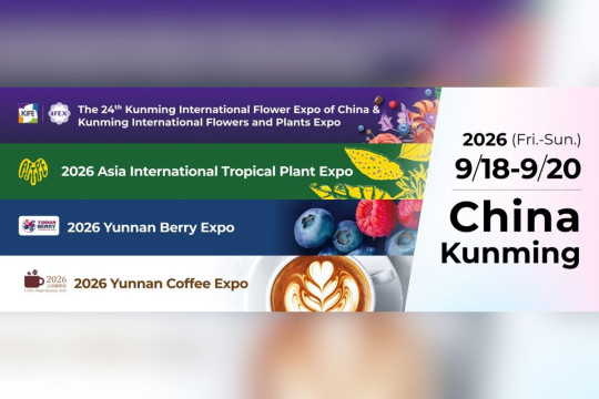 Ekspor Bunga Yunnan Terus Tumbuh Pesat Menjelang IFEX Kunming 2026