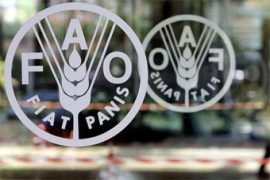 FAO peringatkan konflik Ukraina berdampak besar pada ketahanan pangan