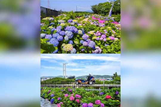 Menyusuri Hamparan 900.000 Bunga Hydrangea, Festival Hydrangea Jangsaengpo Kelima di Ulsan Hadirkan Whale Kart