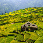 UNESCO-listed rice-fish-duck ecosystem benefits SW China's Guizhou