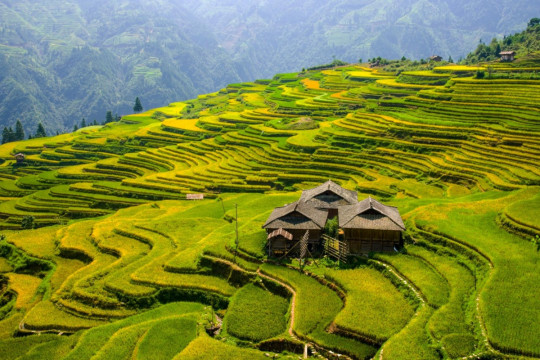 Ekosistem Padi-Ikan-Bebek yang Masuk Daftar UNESCO Bermanfaat bagi Guizhou di China Barat Daya