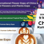 Yunnan Flower Exports Maintain Strong Growth Ahead of IFEX Kunming 2026