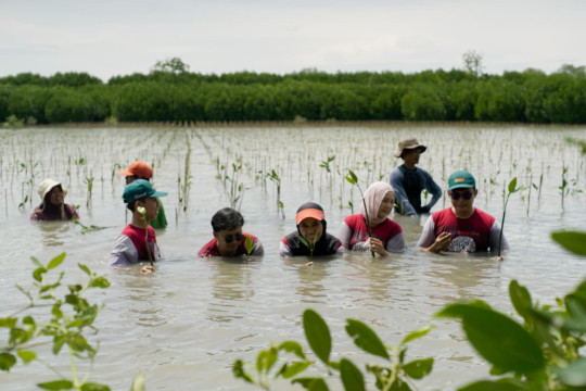 BEST tanam 27.800 Mangrove di Bekasi