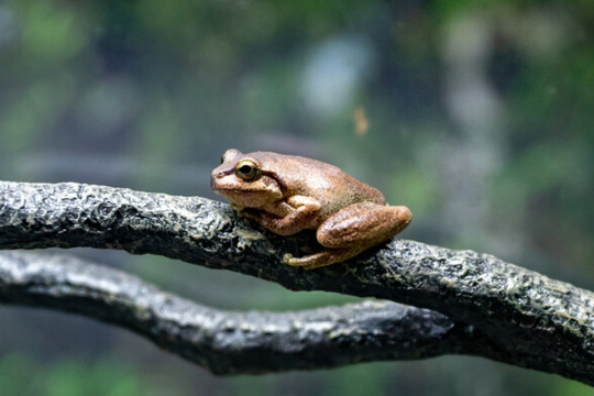 World first for endangered frogs facing extinction
