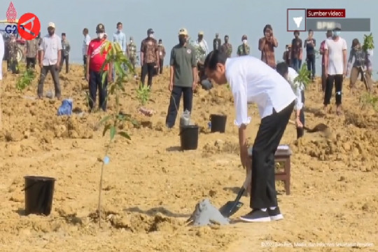 Presiden Menanam Mangga di Lahan Seluas 1.000 Hektare