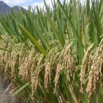 Bapanas: Harga gabah tertinggi delapan tahun jaga inflasi beras