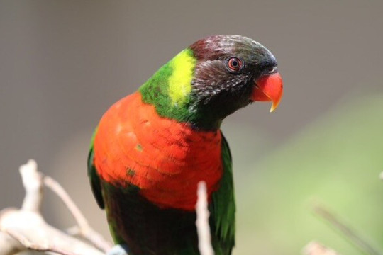 Kedis Mewali to Bali: The Homecoming of the Red-breasted Parakeet Revives Hope for Bali's Natural Restoration