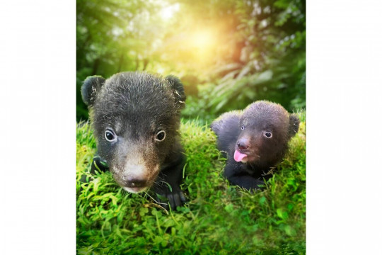 Menggemaskan! Program Konservasi di The Amazing Taman Safari Bali Sukses Melahirkan Bayi Beruang Hitam Himalaya