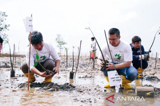 PT Timah - Polres Bangka Barat tanam 5.000 mangrove