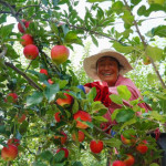 2026 China Apple Annual Conference and Qingyang Apple Conference Kicks Off