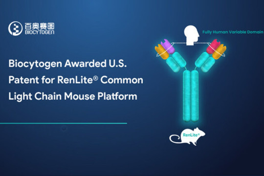 Biocytogen Awarded U.S. Patent for RenLite® Common Light Chain Mouse Platform