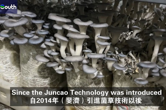 Rumput dari Tiongkok Mengubah Kehidupan di Fiji