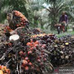 Astra Agro: Pupuk hayati dipakai pada kebun sawit untuk kurangi emisi