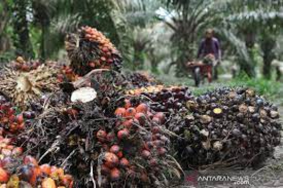 Astra Agro: Pupuk hayati dipakai pada kebun sawit untuk kurangi emisi