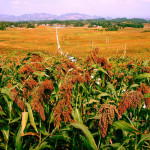 Hongyingzi sorghum, Cabernet Sauvignon of China's Guizhou