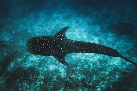 Maladewa Luncurkan Program Tech4Nature untuk Melestarikan Hiu Paus Ikonik